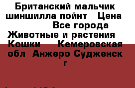 Британский мальчик шиншилла-пойнт › Цена ­ 5 000 - Все города Животные и растения » Кошки   . Кемеровская обл.,Анжеро-Судженск г.